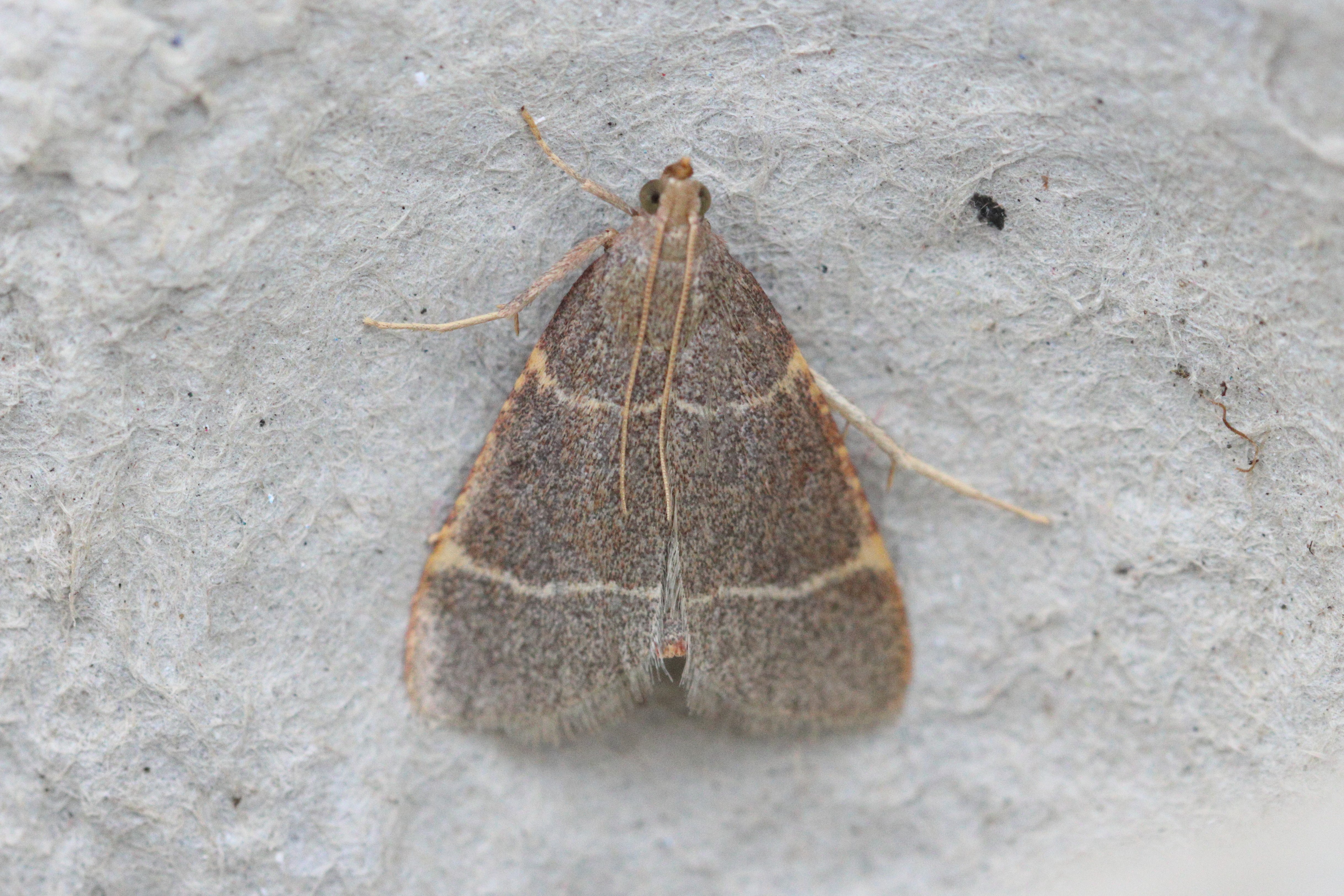 Photo of Double-striped Tabby (Hypsopygia glaucinalis)